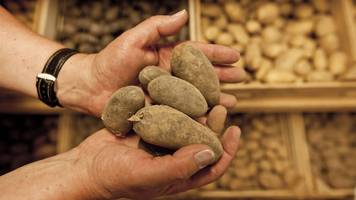 es tut weh, essen vernichten zu müssen: landwirtfamilie spendet 150.000 kilo kartoffeln