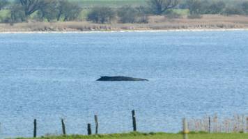 Gestrandeter Wal in Ostsee vor Wismar: Experten erwogen 3 Tötungsmethoden und verwarfen alle