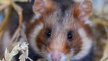 Artenschutzprojekt: In Nordsachsen werden wieder Feldhamster ausgewildert