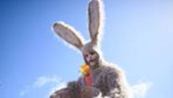 feiertage: osterhasen zur miete – warum das langohr ins schwitzen gerät
