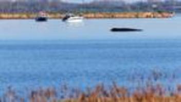 Gestrandeter Buckelwal: Wal liegt weiter fest - Keine Rettungsversuche mehr