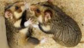 Raffinierte Rettungsaktion: Hochzeitsnacht für Feldhamster - Wir simulieren Frühling