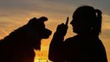 Statistik: Mehr Hunde in Sachsen-Anhalt - weniger Beißvorfälle