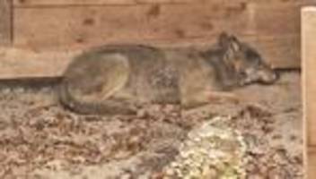 Tiere: Behörde: Gespräche über Verbleib des Wolfs dauern an