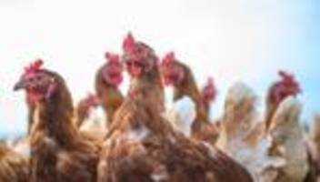 Tiere: Studie: Hühner genießen menschliche Zuwendung