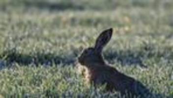 Tiere: Wie es dem Feldhasen in Rheinland-Pfalz geht
