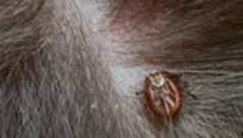 Wiesenzecken: Hundemalaria breitet sich aus - Landkreis warnt vor Zecken