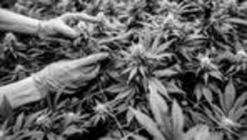 cannabislegalisierung: bubatz-bilanz: weniger schwarzmarkt, mehr psychosen