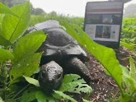 Todesmeldung ist ein Fake: Älteste Schildkröte der Welt für Kryptobetrug missbraucht