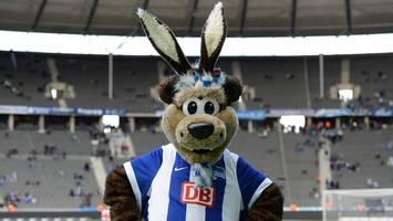 hertha bsc steht endlich ein ende des ewigen eiertanzes bevor