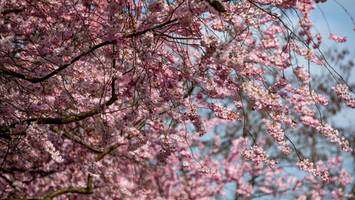kirschblüte in berlin: diese karte zeigt die schönsten straßen