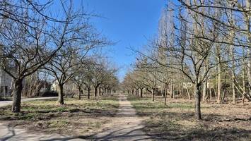 kirschblütenallee wieder frei: liveticker verrät den idealen besuchstag