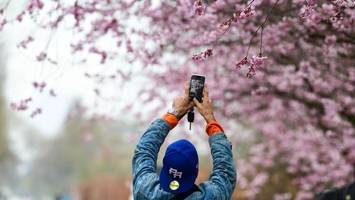 Kirschblüte im April: Dieser Ort ist Berlins schönster Geheimtipp