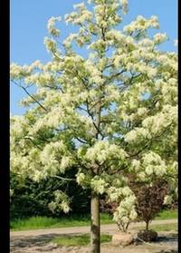 Ungewöhnliche Baum-Dating-Aktion in Berlin: Bezirk spielt Amor