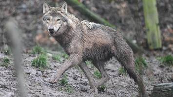 beißangriff in hamburg: wolf vermutlich durch auto oder anderes tier „aktiviert“