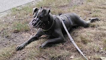 dominanter pitbull-mix conroy ist eine herausforderung und nur für profis