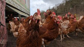 Farbenfroh auf den Frühstückstisch: Warum Hühner bunte Eier legen