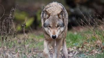 kindergartengruppe trifft im wald bei hamburg auf einen wolf