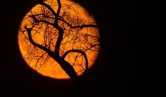 Vollmond: Warum der Pink Moon heute Abend gar nicht pink ist