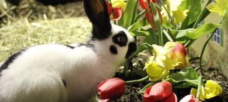 eiersuche, märchenspaziergang, osterhasen bestaunen: sieben familien-tipps für die feiertage