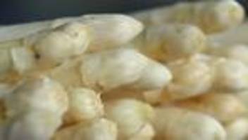 edles gemüse: zu ostern kaum heimischer spargel in schleswig-holstein