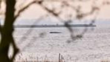 Gestrandeter Buckelwal: Wal noch am Leben – Zustand unverändert