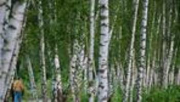 Heuschnupfenzeit: Birkenpollen können Allergikern an Ostern Beschwerden machen