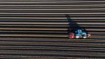 Kalte Nächte verzögern Start: Spargelernte nach Ostern - Was Genießer jetzt wissen müssen