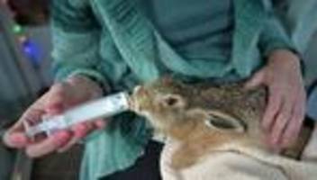 Naturschutz: Schwierige Zeiten für Feldhasen-Nachwuchs