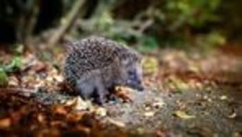 Wildtiere: Bei Wildtierfund: Ruhe bewahren und aus Distanz beobachten