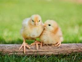 Besseres Wohlergehen für Tiere: Hühnerküken genießen menschliche Zuneigung
