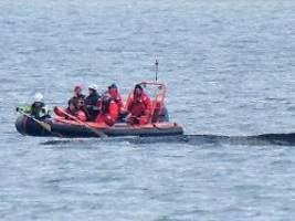 Situation ist sehr emotional: Wal-Helfer bekommen Morddrohungen