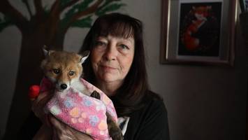 Ehrenamtliche der Fuchshilfe Berlin sind rund um die Uhr im Einsatz