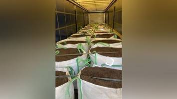 In Blumenerde versteckt: Zoll findet mehr als 1000 Kilogramm Kokain