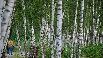 Ostern in Berlin: Birkenpollen können Allergikern Beschwerden machen