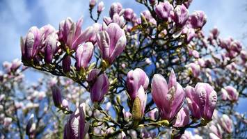 magnolien in berlin: wo sie die blütenpracht bewundern können