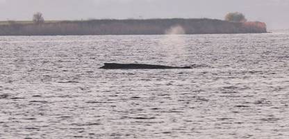 Buckelwal: Feuerwehr befeuchtet sterbenden Wal mit Ostseewasser