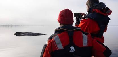 Buckelwal Timmy in der Ostsee: Alle Welt trauert um einen Wal. Aber wer trauert eigentlich um uns?