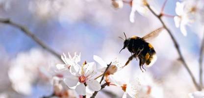 Frühling auf dem Land: Lasst uns Hummeln sein!