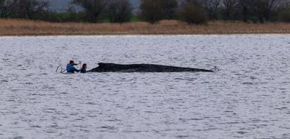 Ostsee/ Wal: Minister Backhaus verurteilt Morddrohungen gegen Helfer
