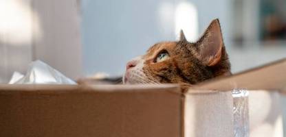 Österreich: Mann verurteilt, weil er Katze per Post nach Deutschland schicken wollte