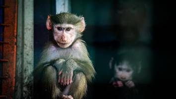 drohnen feuern auf tierpark nahe der front: „kein gehege blieb unbeschädigt“