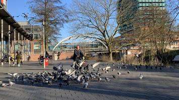 taubenkonzept für hamburg: bergedorf geht leer aus