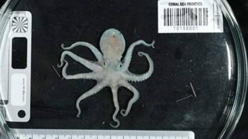 Wissenschaftler entdecken mehr als 117 neue Tiefsee-Kreaturen im Korallenmeer