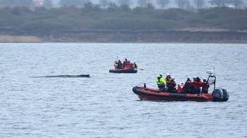vögel sollen sie totpicken: wal-helferin erhielt morddrohung