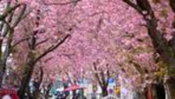 Naturspektakel: Bonner Kirschblüten blühen zum Osterwochenende