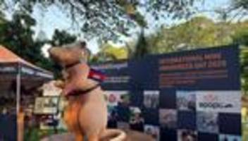 Statue in Kambodscha enthüllt: Denkmal für eine Ratte: Minenheld Magawa wird zur Legende