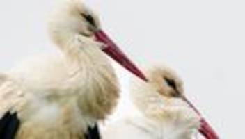 Storchendorf: Naturschutz: Storchenschmiede startet in die Saison