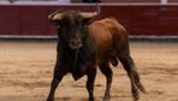 Umstrittene Tradition: Kampfstier tötet Arena-Mitarbeiter in Spanien