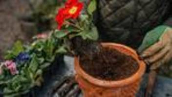 blumenerde: so erkennt man qualität, folge 18: blumenerde